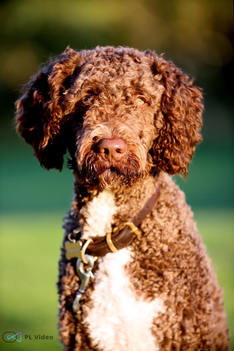 Close up portæt af en labradoodle som sidder og nyder eftermiddagssolen i den danske sommer